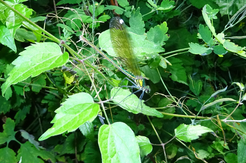 femmina di.....Calopteryx splendens